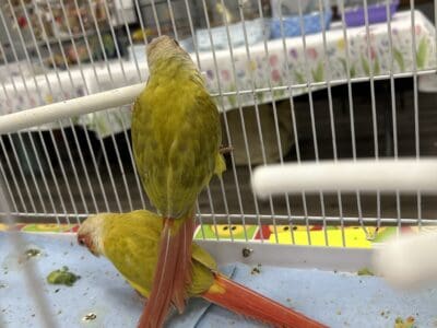 Green cheek conures