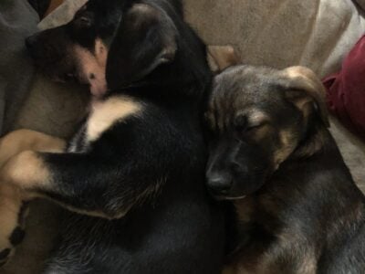 Puppies Looking for a Furever Home!