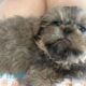 Blue male Shih Tzu