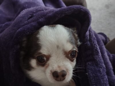 Looking for a female Chihuahua puppy in Ct,