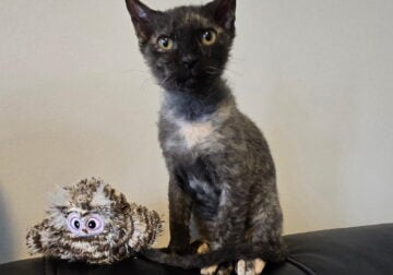 Female velour tortoiseshell sphynx