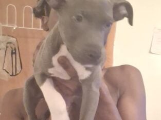 4 month Bully puppies