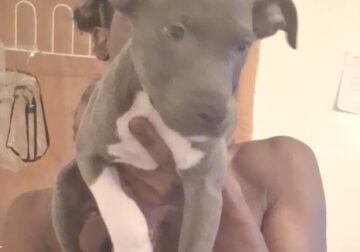4 month Bully puppies