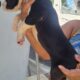 Great dane euro line puppies
