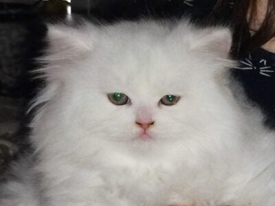 Doll Face white Persian Kitten with green eyes