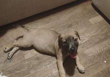 Female Pitbull