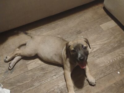 Female Pitbull