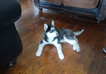 Siberian Husky puppy
