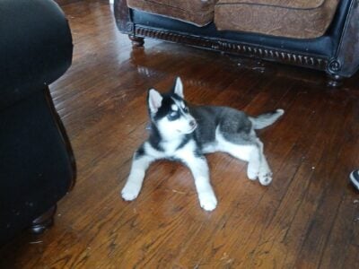 Siberian Husky puppy