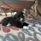Border Collie Puppies