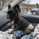 YAHanah – 6 mo Fluffy Frenchie