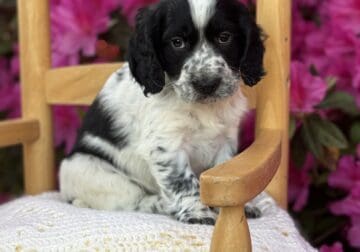 English cocker spaniels