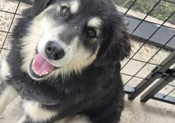 7 month old sisters rehome