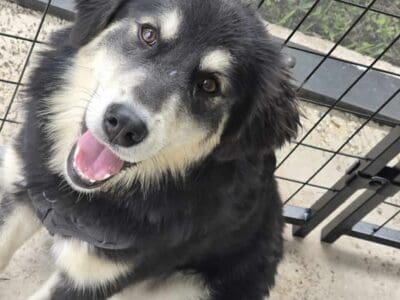 7 month old sisters rehome
