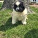 Akc registered Newfoundland puppy