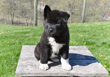 AKC Akita For Sale Millersburg OH-Tucker