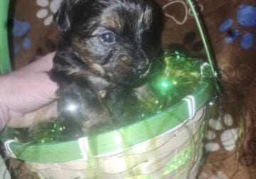 Yorkie looking for a loving home