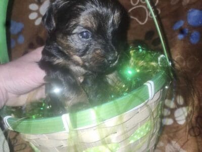 Yorkie looking for a loving home