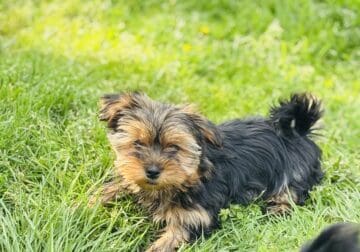 Yorki Puppies