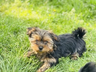 Yorki Puppies