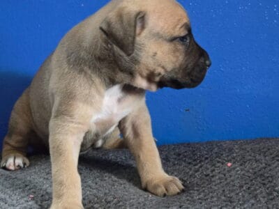 Cane Corso Puppies
