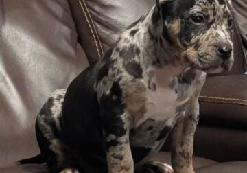 ABKC Black Tri Merle Pocket Bully