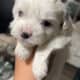 Shorkie puppies