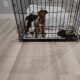 2 male/female Corgy Bull Terrier Puppies