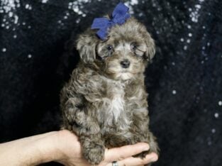 Prince Morkiepoo