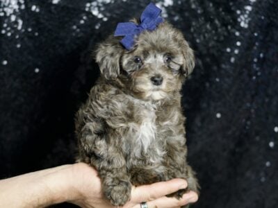 Prince Morkiepoo