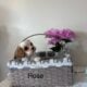 Cavapoo babies
