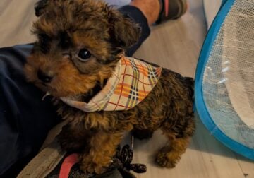 Yorkie terrier puppies