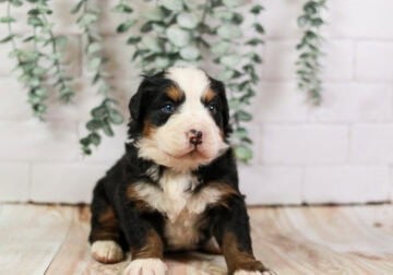 Kid Friendly Bernese Mountain Dog Puppy