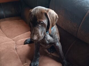 German Short-haired Pointer Puppies