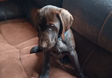 German Short-haired Pointer Puppies