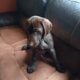 German Short-haired Pointer Puppies