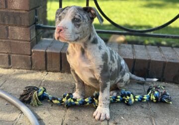 XL Bully ABKC Registered Blue Merle Male