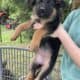 AKC German Shepherd Puppies