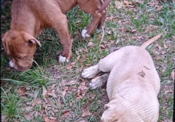 American bully puppies