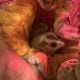9 sugar gliders