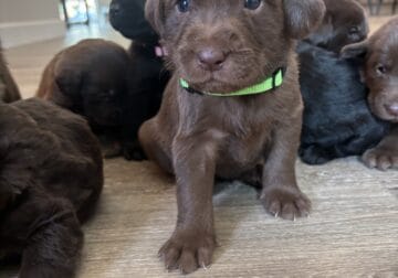 Labrador puppies for sale!!