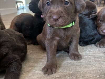 Labrador puppies for sale!!