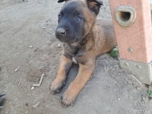 Malinoi puppies