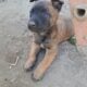 Malinoi puppies