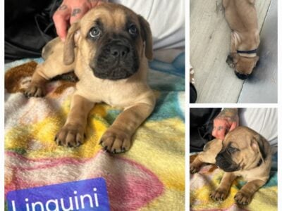 Mastiff puppies Available