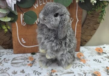 Chinchilla doe Holland lop