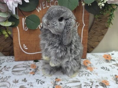 Chinchilla doe Holland lop