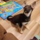 German shepherd husky mix pup