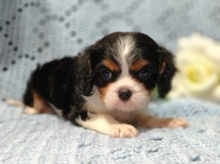 Full AKC Cavalier King Charles Spaniel