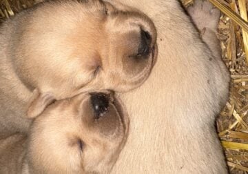 AKC Yellow Lab puppies due in May